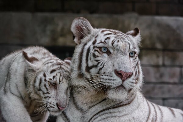 Two albino tigers