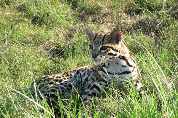 Ocelot in the green grass. Predator. Fauna