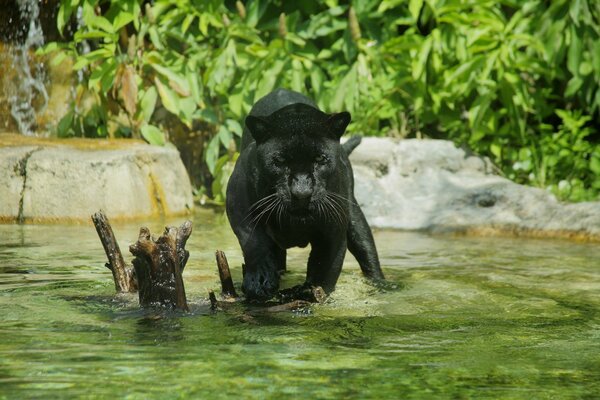 Pantera selvatica che fa il bagno allo zoo