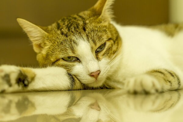 Gato cansado yace en una mesa con espejo