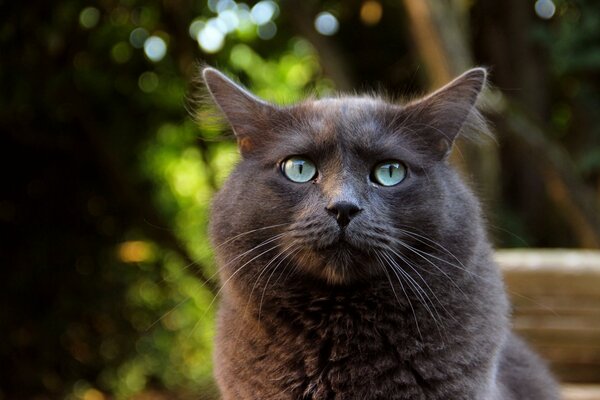 Chat gris avec des yeux célestes