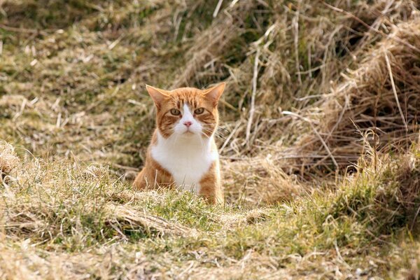 A red cat is hunting in the field