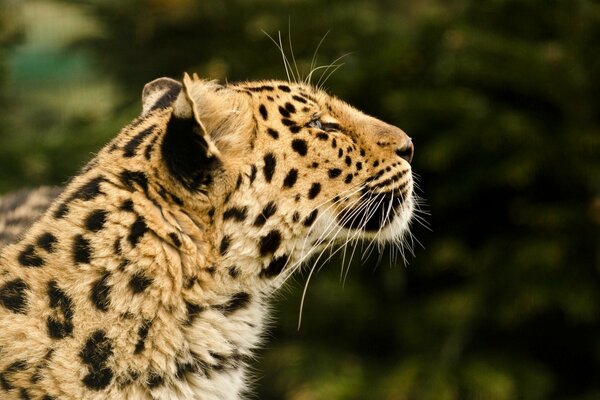 Leopard Żbik drapieżnik pysk profil futro