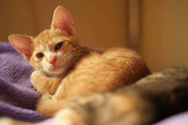 Redhead gatto si trova sul letto