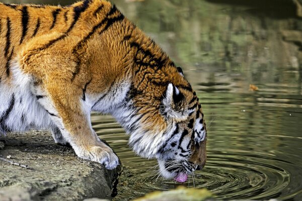 Tiger trinkt Wasser aus dem See