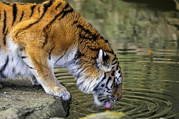 Un tigre bebe agua de un lago