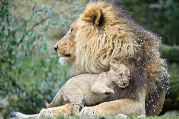 Gentle hugs. A lion with a cub