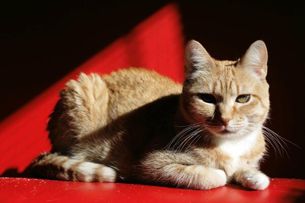 A red cat on a red background. Shadows