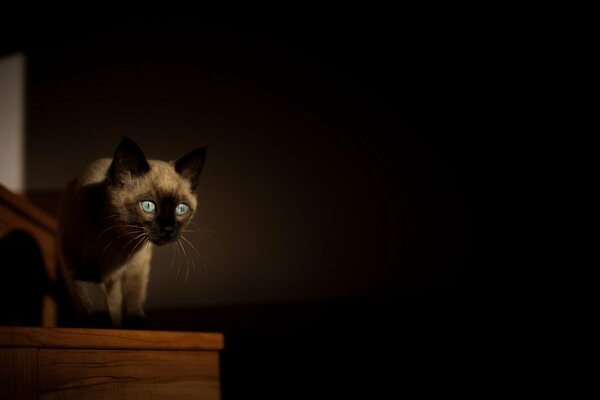 A cat in a room on a black background