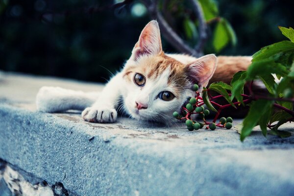 Chat avec un beau regard sur fond de baies