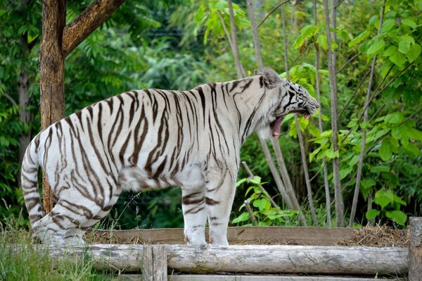 White tiger is a huge cat