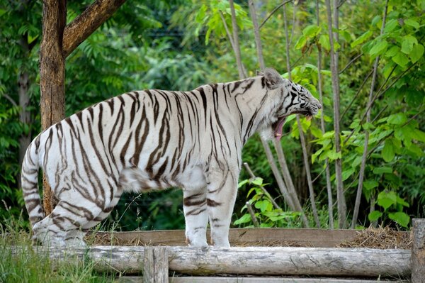 Tigre blanc énorme chat