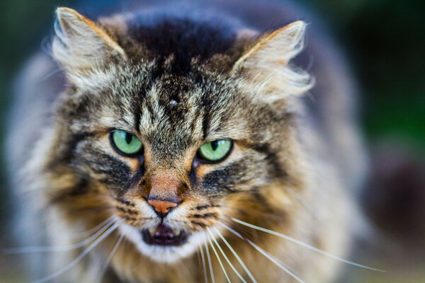 Der harte Blick einer riesigen Katze