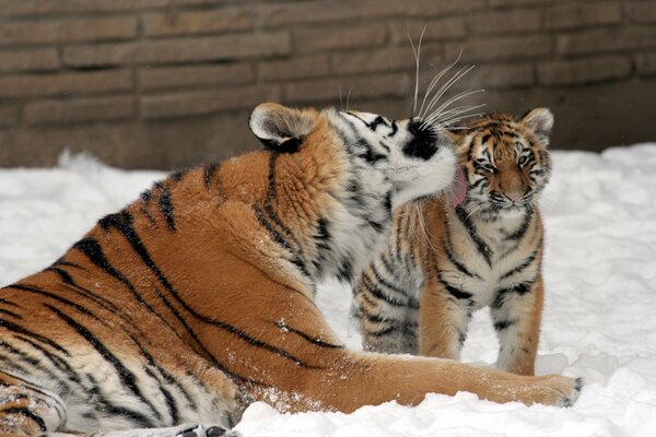 El beso del tigre de Amur en la nieve