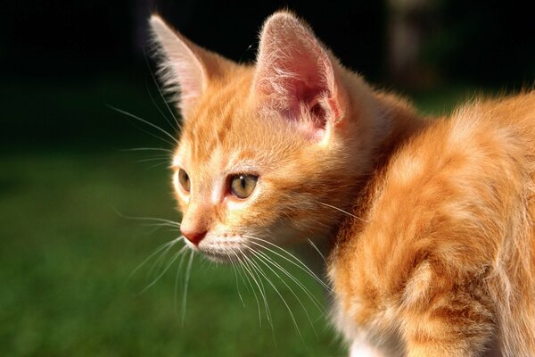 Red striped kitten on the grass