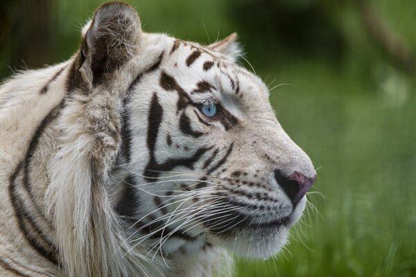 Tigre blanc aux yeux bleus