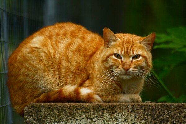 Big Redhead gatto si trova