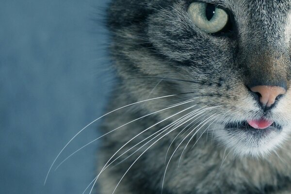 Der Schnurrbart und der Blick einer grauen Katze