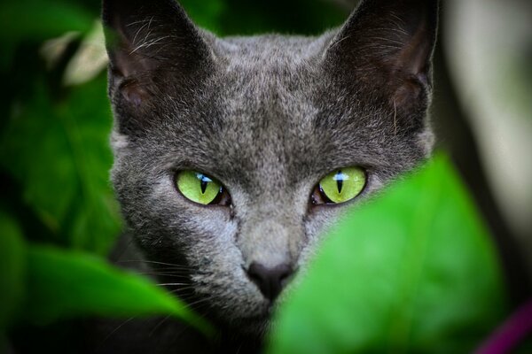 El gato, por naturaleza, deja su pelaje en todas partes