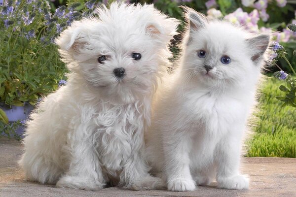 Blanco cachorro y gatito juntos