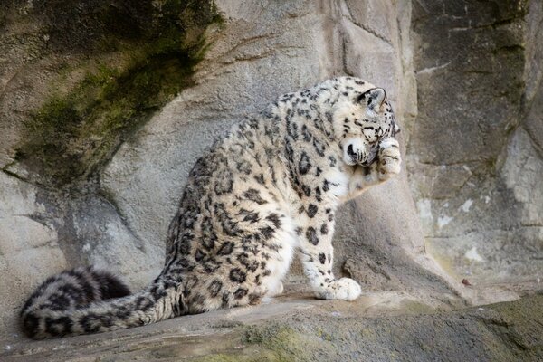 Léopard des neiges se lave sur la pierre