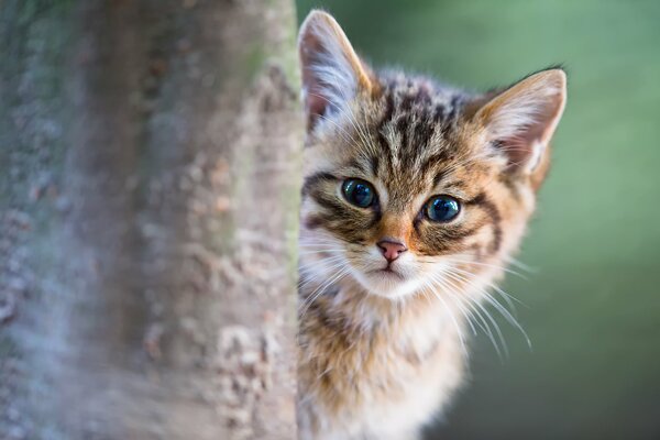 Gattino che guarda da dietro l albero