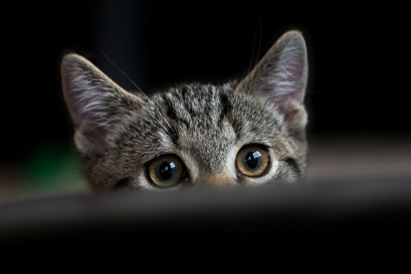 Petit chaton regarde le propriétaire