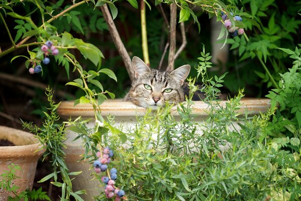 Süße Katze in einer Vase