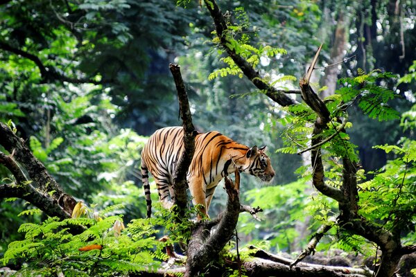 Un tigre se promène parmi les grandes branches d arbres et de fougères