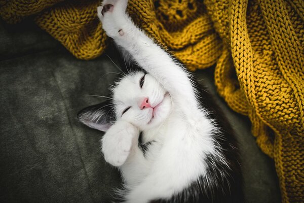 The cat stretched out a white paw