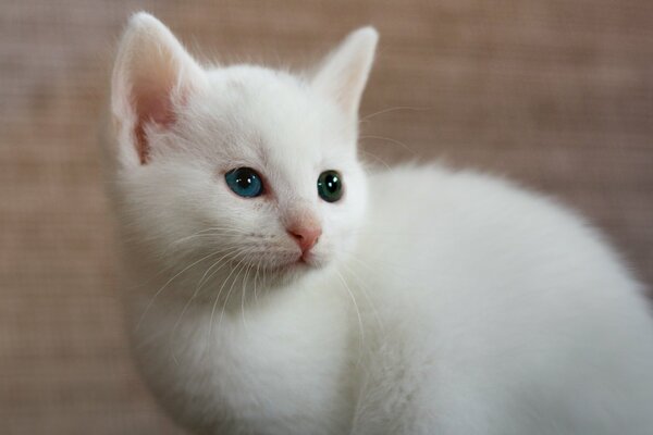 Gatto bianco con eterocromia