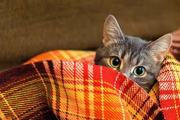 Le regard du chat sous le plaid de laine