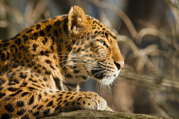 The beauty of a wild cat in nature