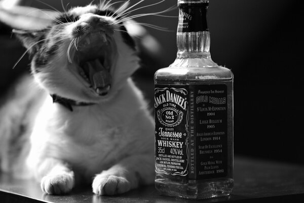 Gatto che sbadiglia vicino a una bottiglia di whisky