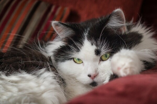 Sguardo di gatto peloso bianco e nero 