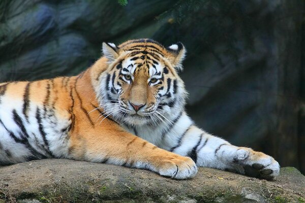 Foto di una tigre brutale su una roccia