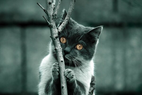 Un chat sur un fond flou tient une branche. Chat gris avec des yeux jaunes