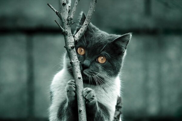 Un gatto su uno sfondo sfocato si aggrappa a un ramo. Gatto grigio con gli occhi gialli