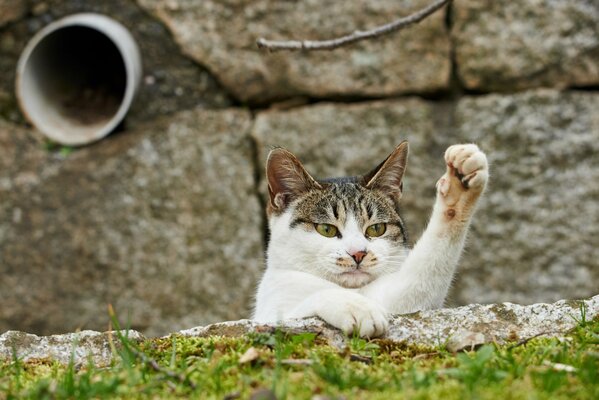 Le chat a levé la patte