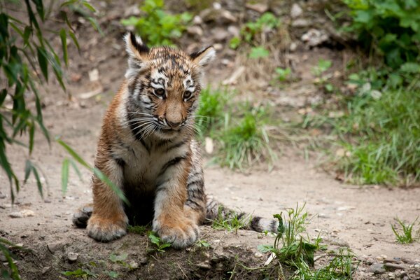 Little tiger in the forest