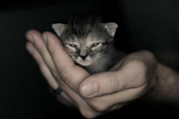 The kitten baby is sitting in the hand