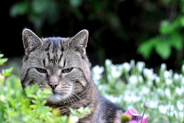 Ein schlauer Blick auf eine Katze auf einer Lichtung