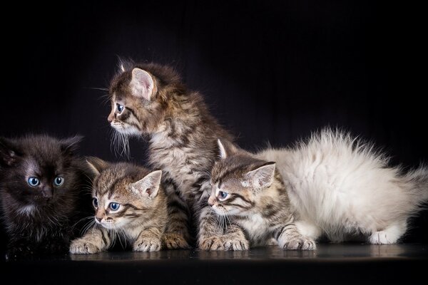 Five kittens of different colors