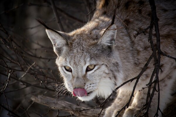 A lynx on a branch licks its tongue