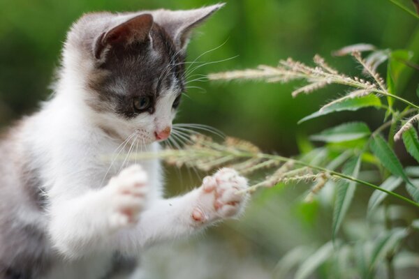 Museau de chaton dans la nature en été