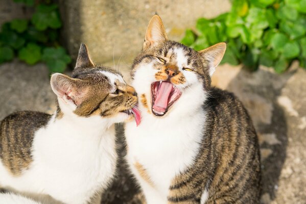 I gatti, come gli umani, hanno anche un amicizia