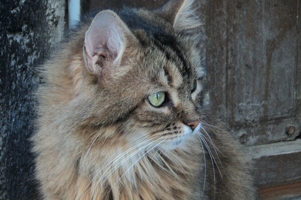 Un chat domestique sibérien regarde au loin. Chat avec une longue moustache et des yeux verts