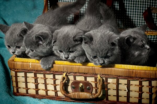 Valise avec de beaux chatons gris