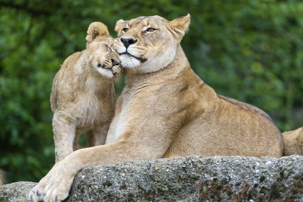 Amorevole famiglia di Leonessa e cucciolo di leone