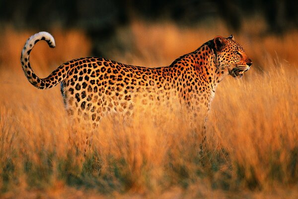 Leopardo nella savana sullo sfondo del tramonto